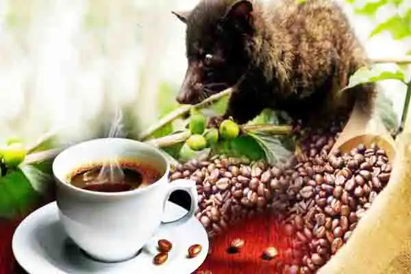 coffee plantation